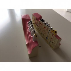 Model demonstracyjny zębów trzonowych