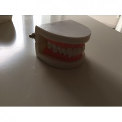 Model szczęki/ zębów