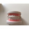 Model szczęki/ zębów