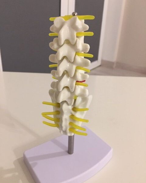 Model nerwów w kręgosłupie